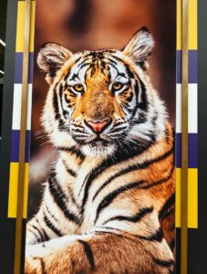 PHOTO Lane Kiffin Trolling The Internet With Pictures Of Tigers After Settling In Baton Rouge Louisiana
